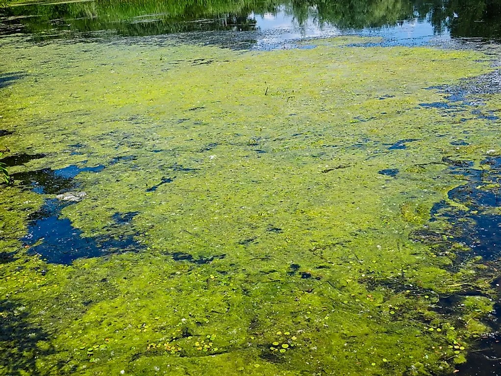 Algae-based biofuel may emit more carbon footprint, says new study ...