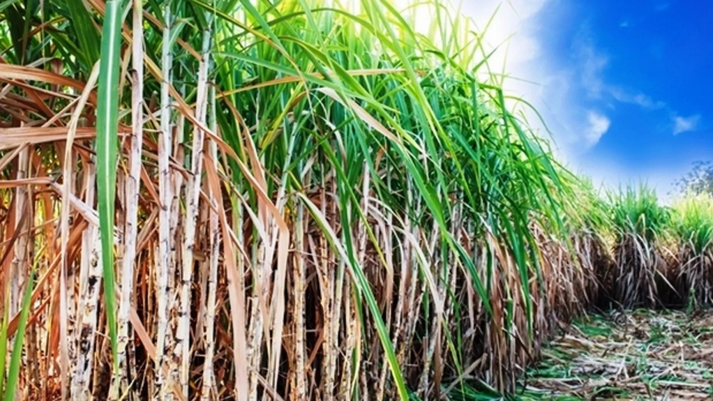 ICAR in partnership with TN starts developing sugarcane variety ...